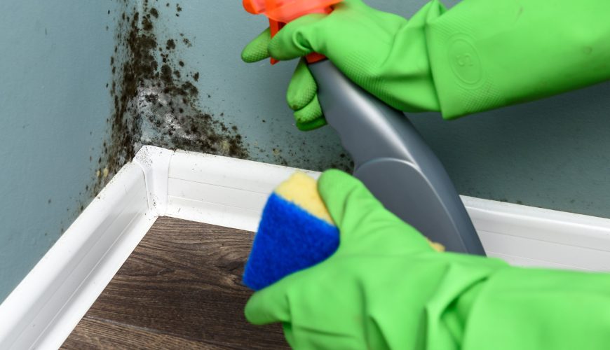 Mold Removal