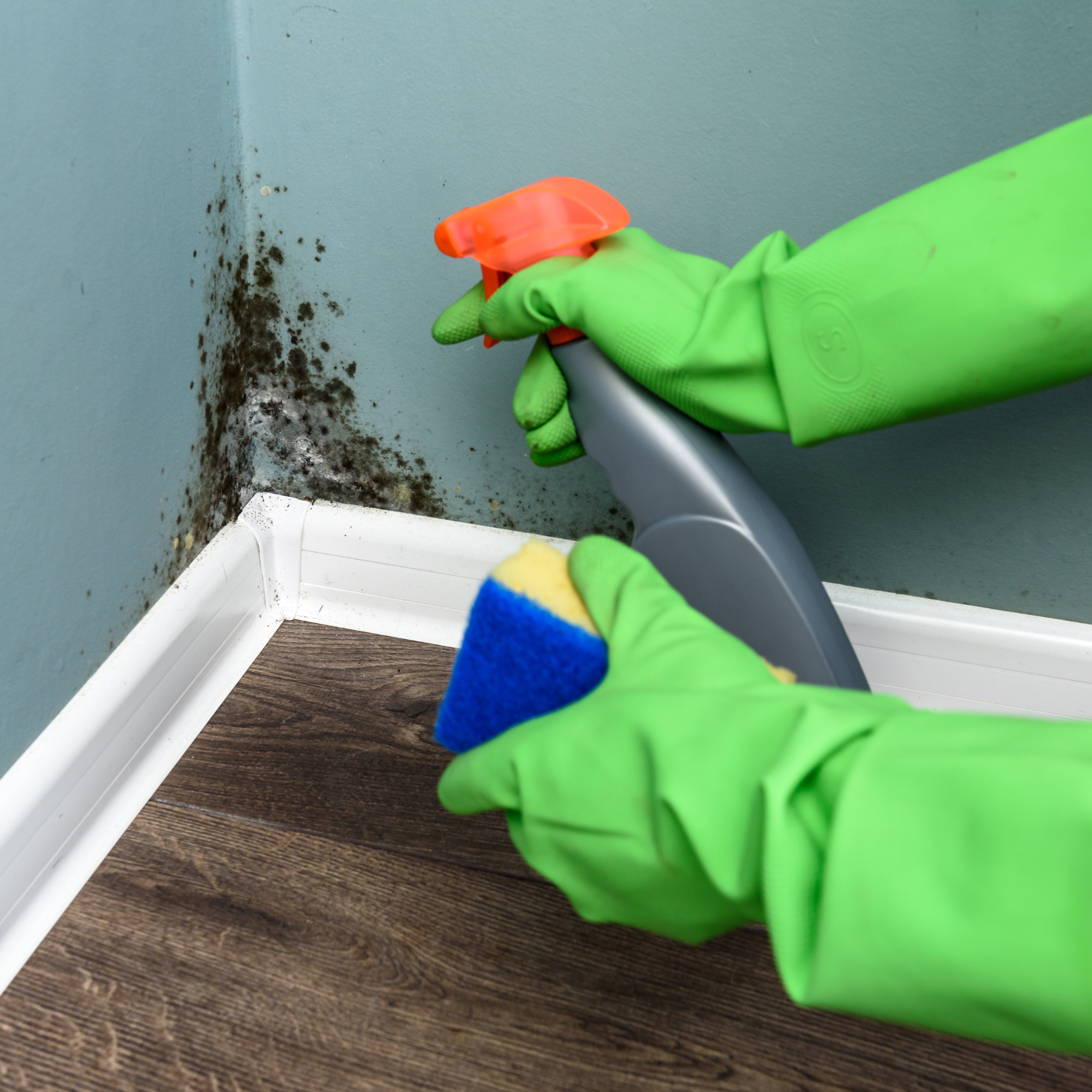 Mold Removal